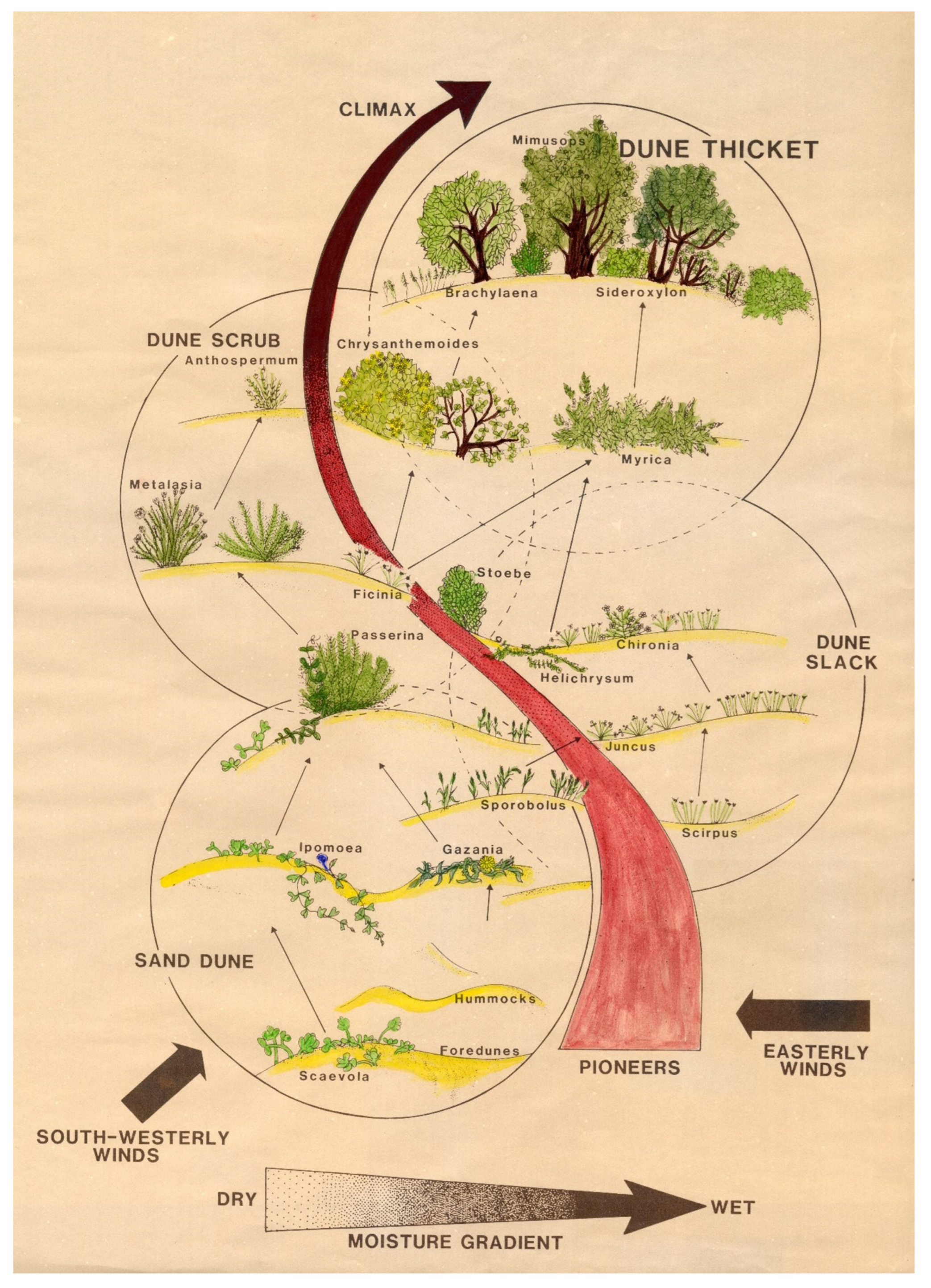 Grasses 02 00018 g011