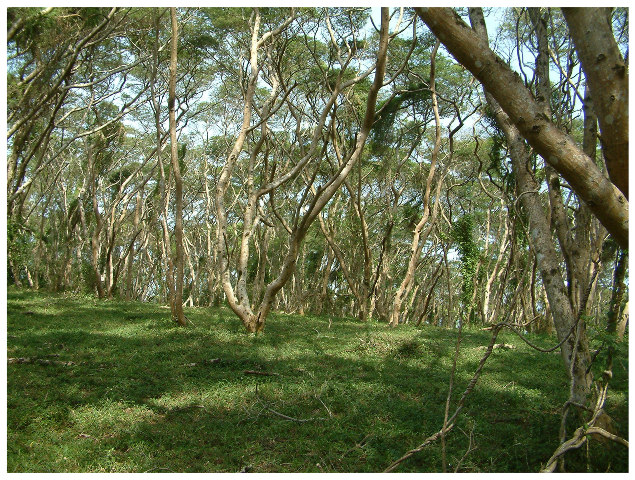 Grasses 02 00018 g013