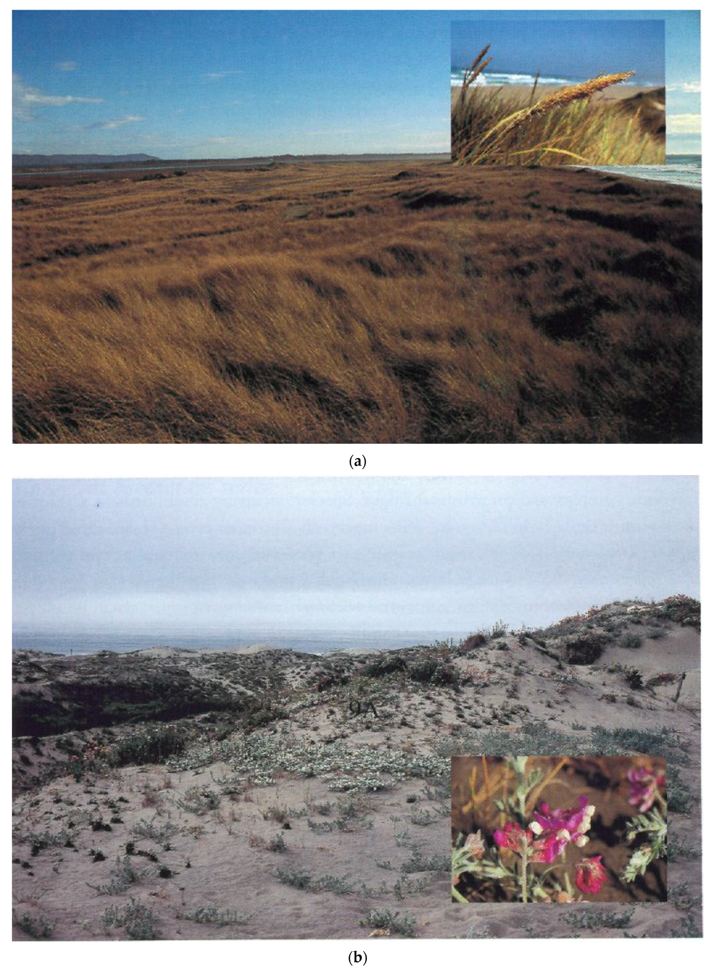 Grasses 02 00018 g018