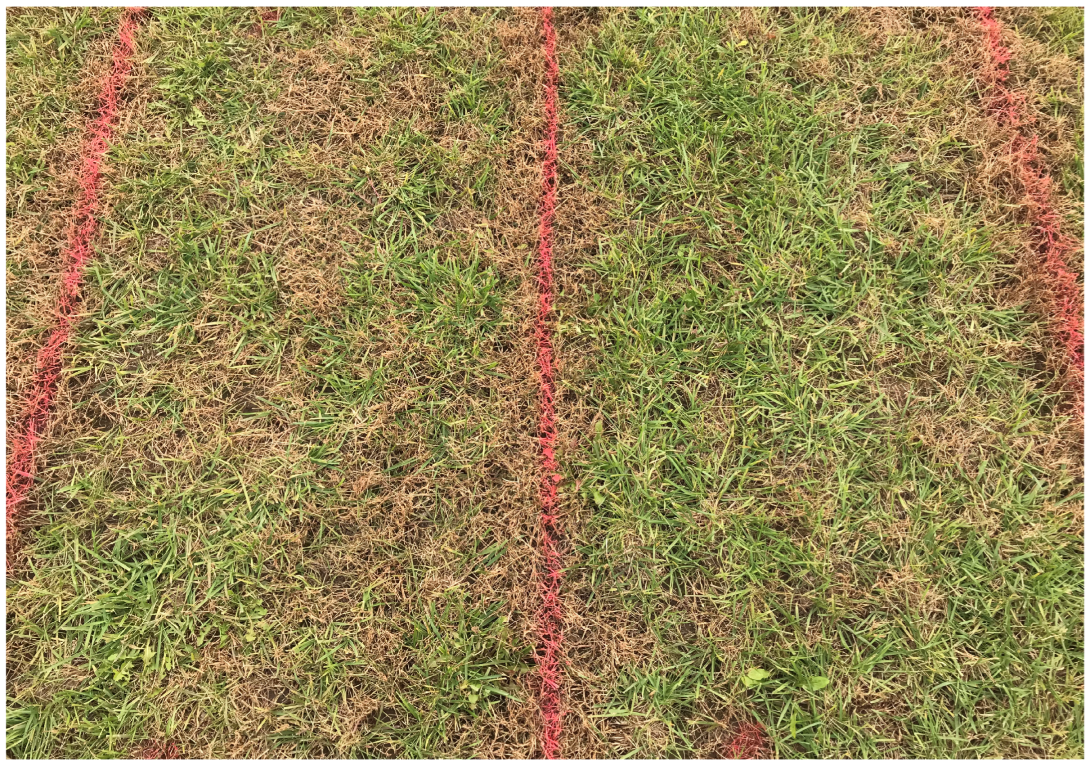 Grasses 02 00019 g003