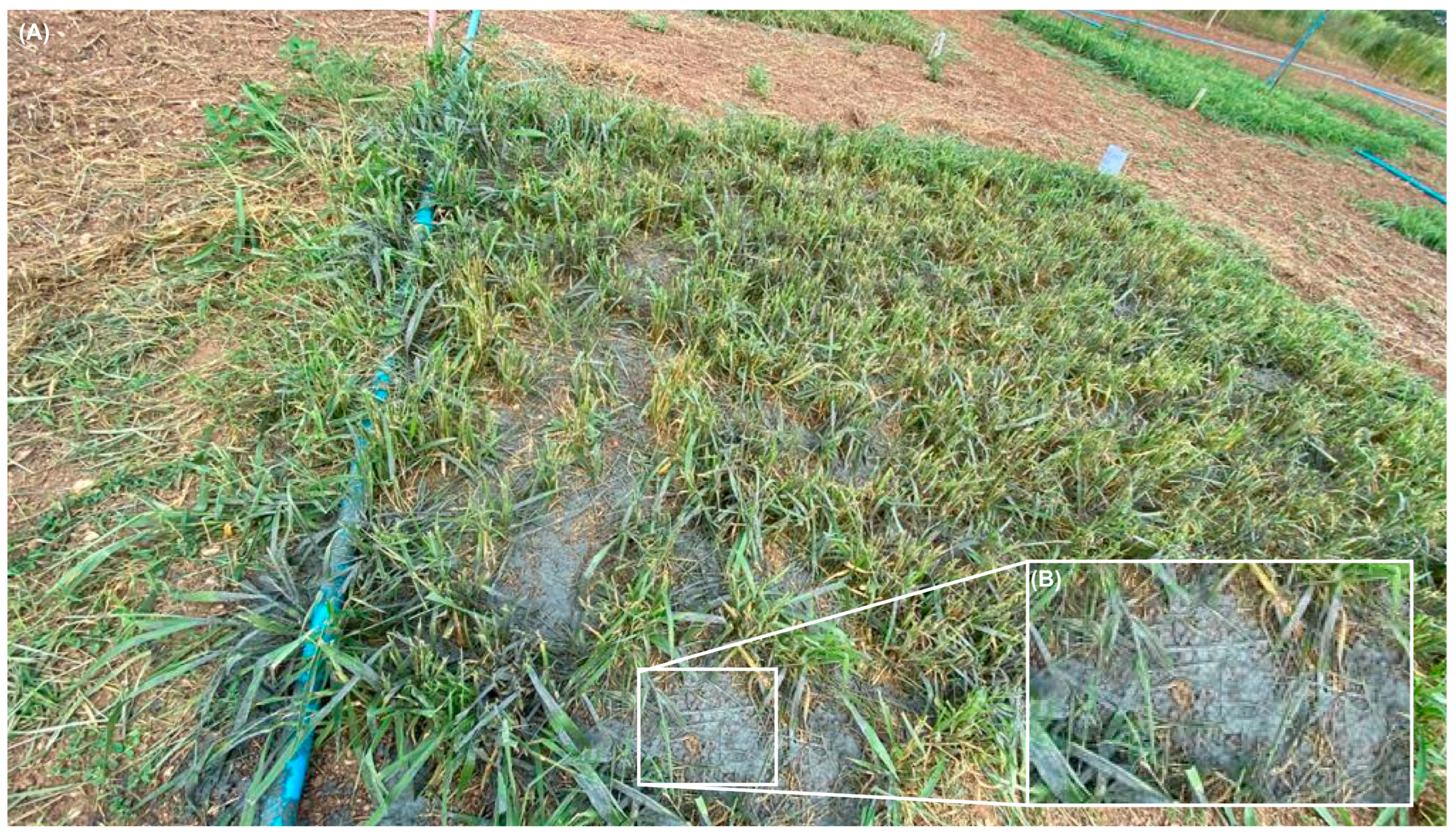 Grasses 03 00005 g004 Grasses 03 00005 g004