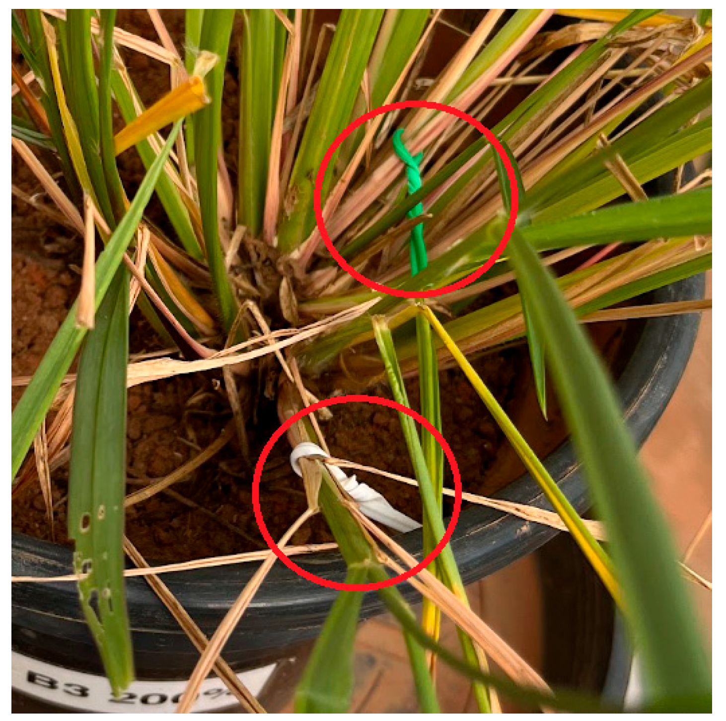 Grasses 04 00032 g002