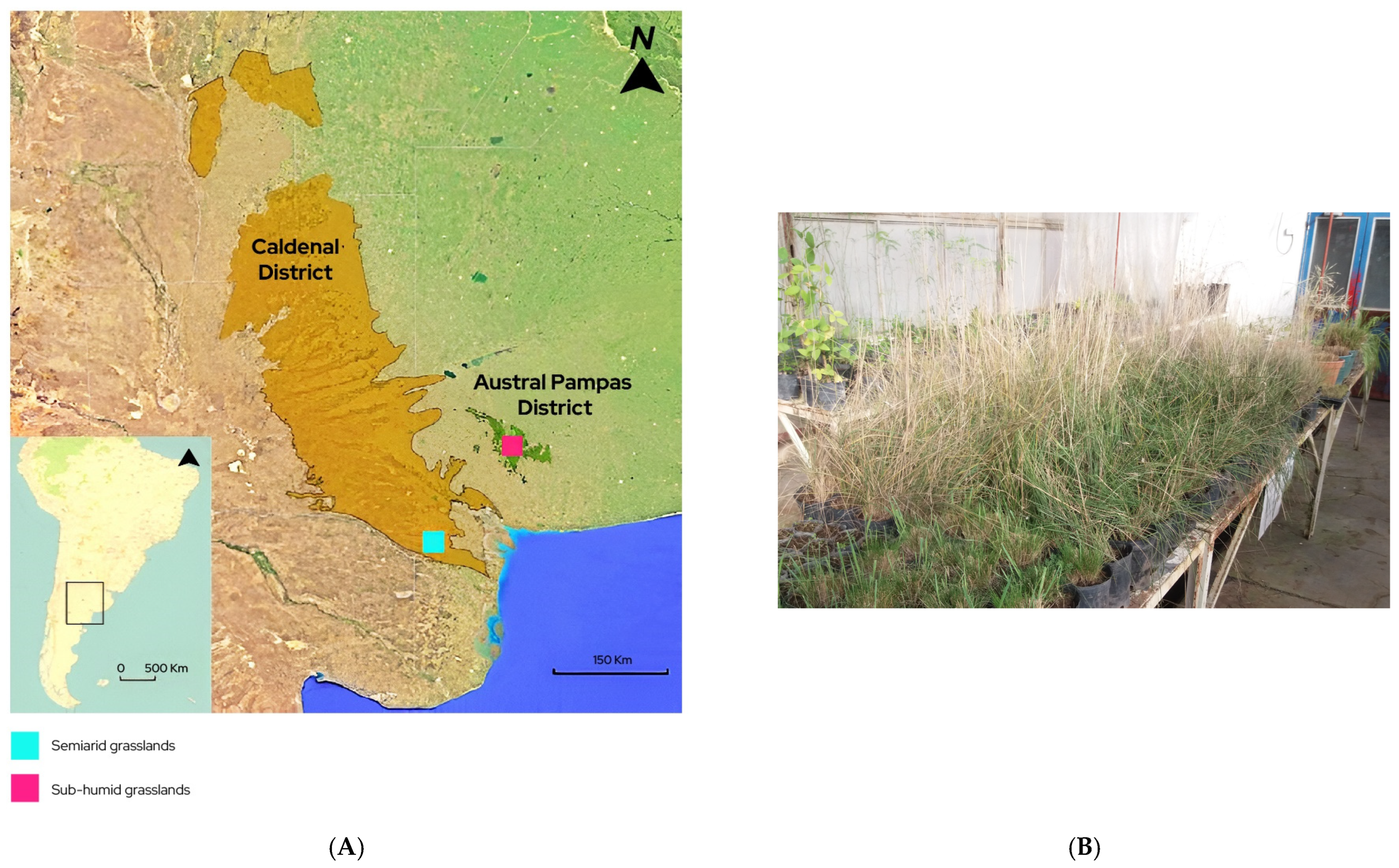 Grasses 04 00035 g001