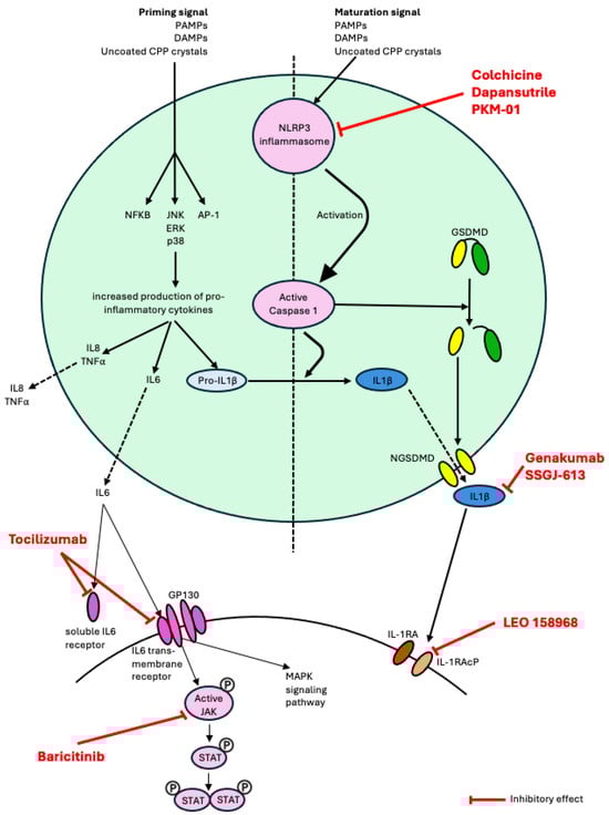 Schematic representation of the role in pathophysiology of the therapies currently undergoing clinical trials in CPPD disease and in gout (pipeline drugs for CPPD disease). Abbreviations: NLRP3, nucleotide-binding domain, leucine-rich-containing family, pryrin domain-containing 3; MAPK, mitogen-activated protein kinase; PAMPs, pathogen-associated molecular patterns; DAMPs, damage-associated molecular patterns; TNF, tumor necrosis factor; GSDMD, Gasdermine D; NGSDMD, N-terminal Gasdermine D; IL-1β, interleukin-1β; GP130, Glycoprotein 130; JAK, janus kinase; STAT, signal transducer and activator of transcription; IL-1RA, interleukin-1 receptor; IL-1RAcP, interleukin-1 receptor accessory protein.
