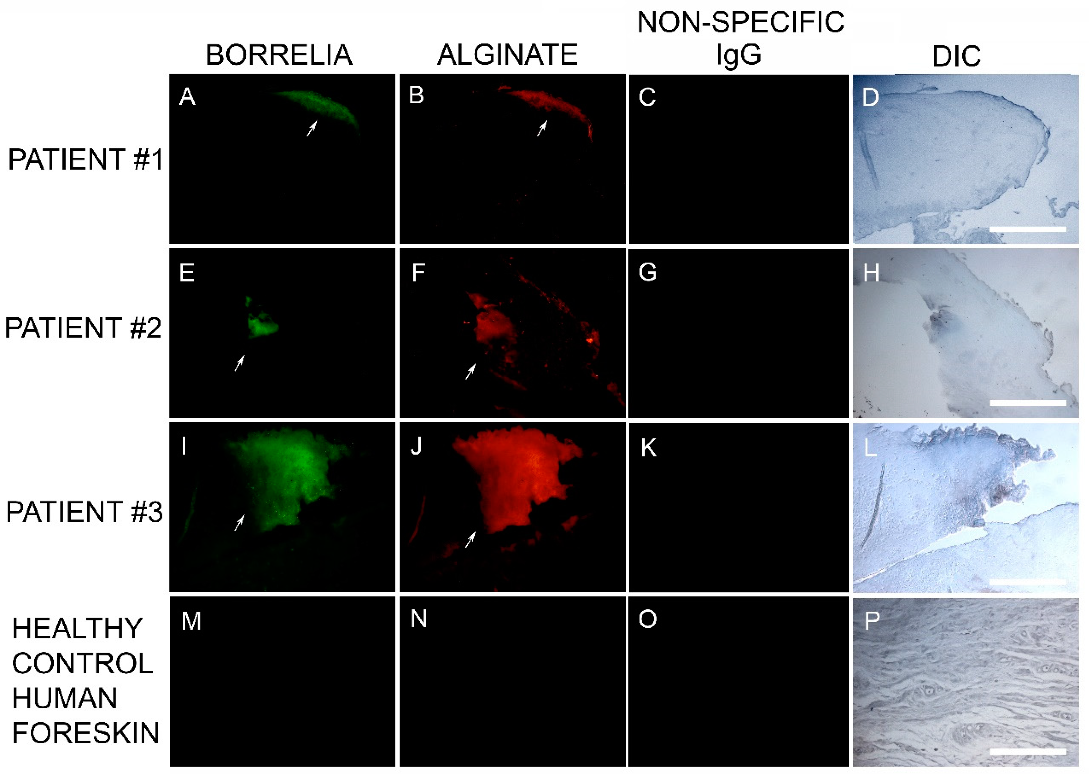 Healthcare 07 00070 g003