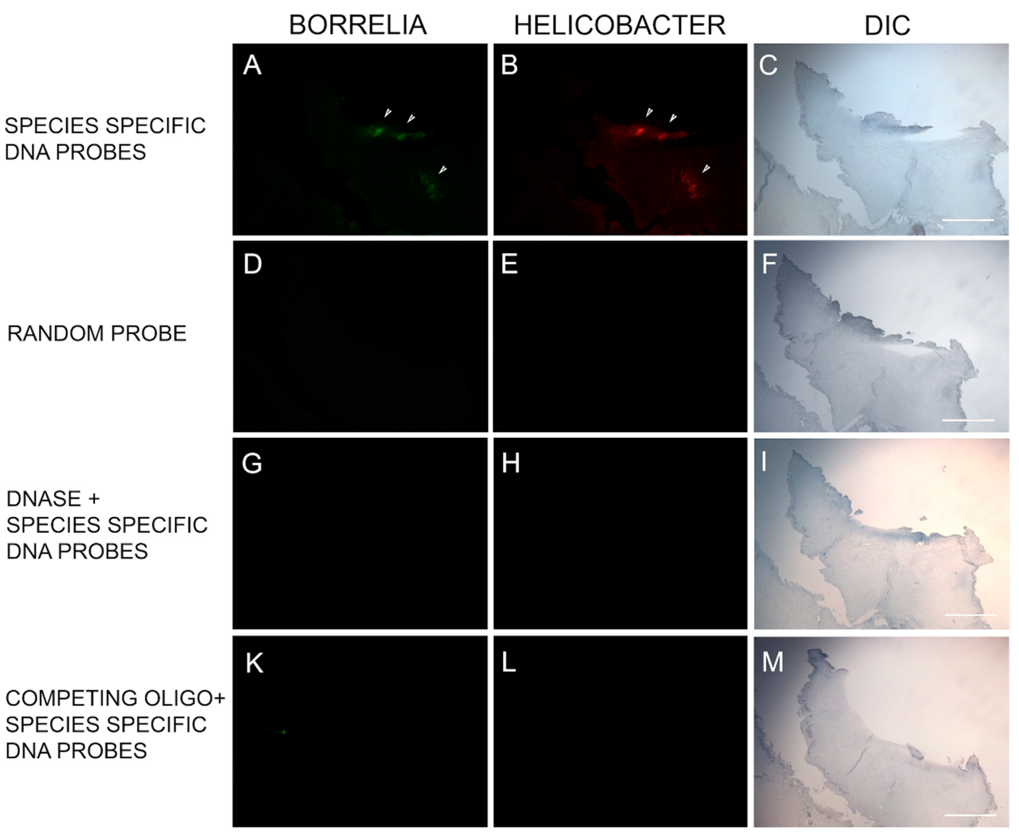 Healthcare 07 00070 g005