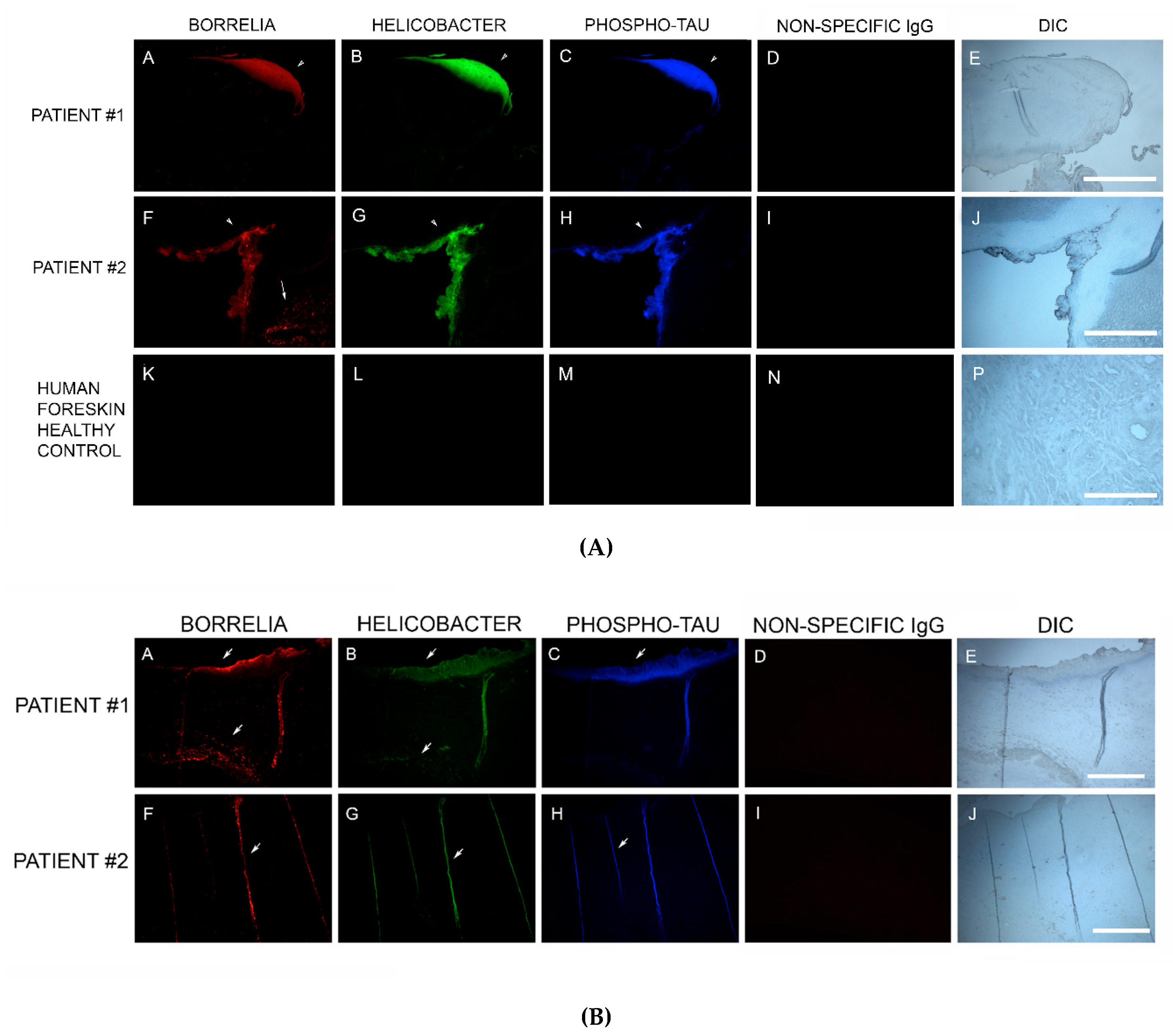Healthcare 07 00070 g007