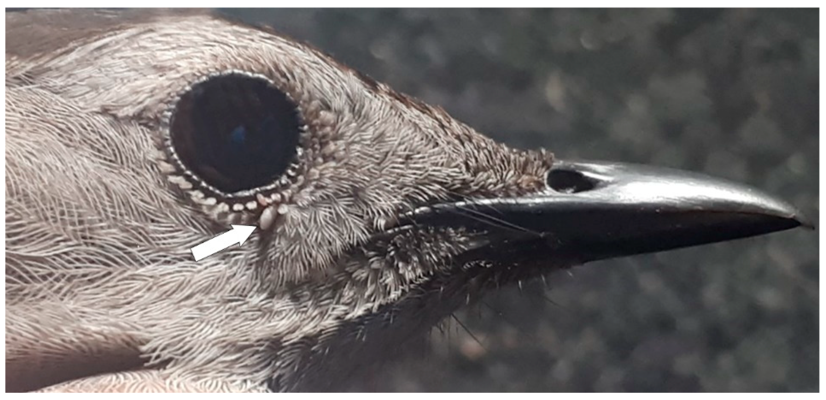 Healthcare 07 00155 g002