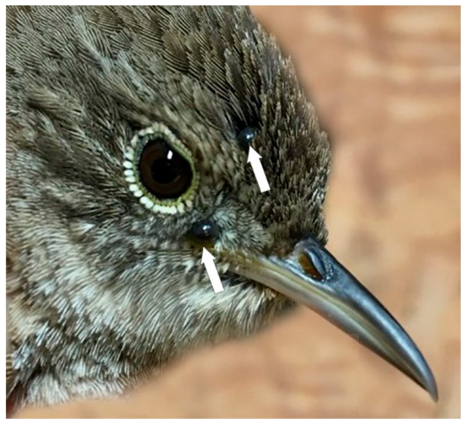 Healthcare 07 00155 g003