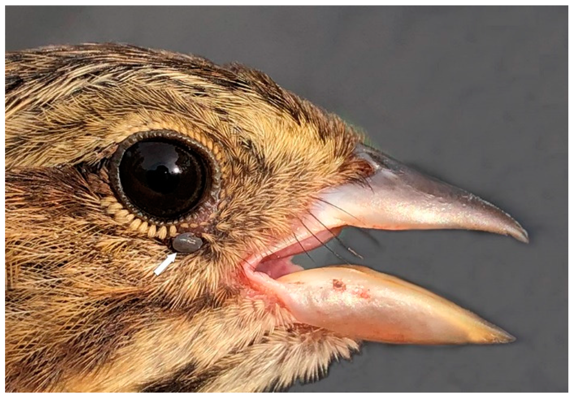 Healthcare 07 00155 g005