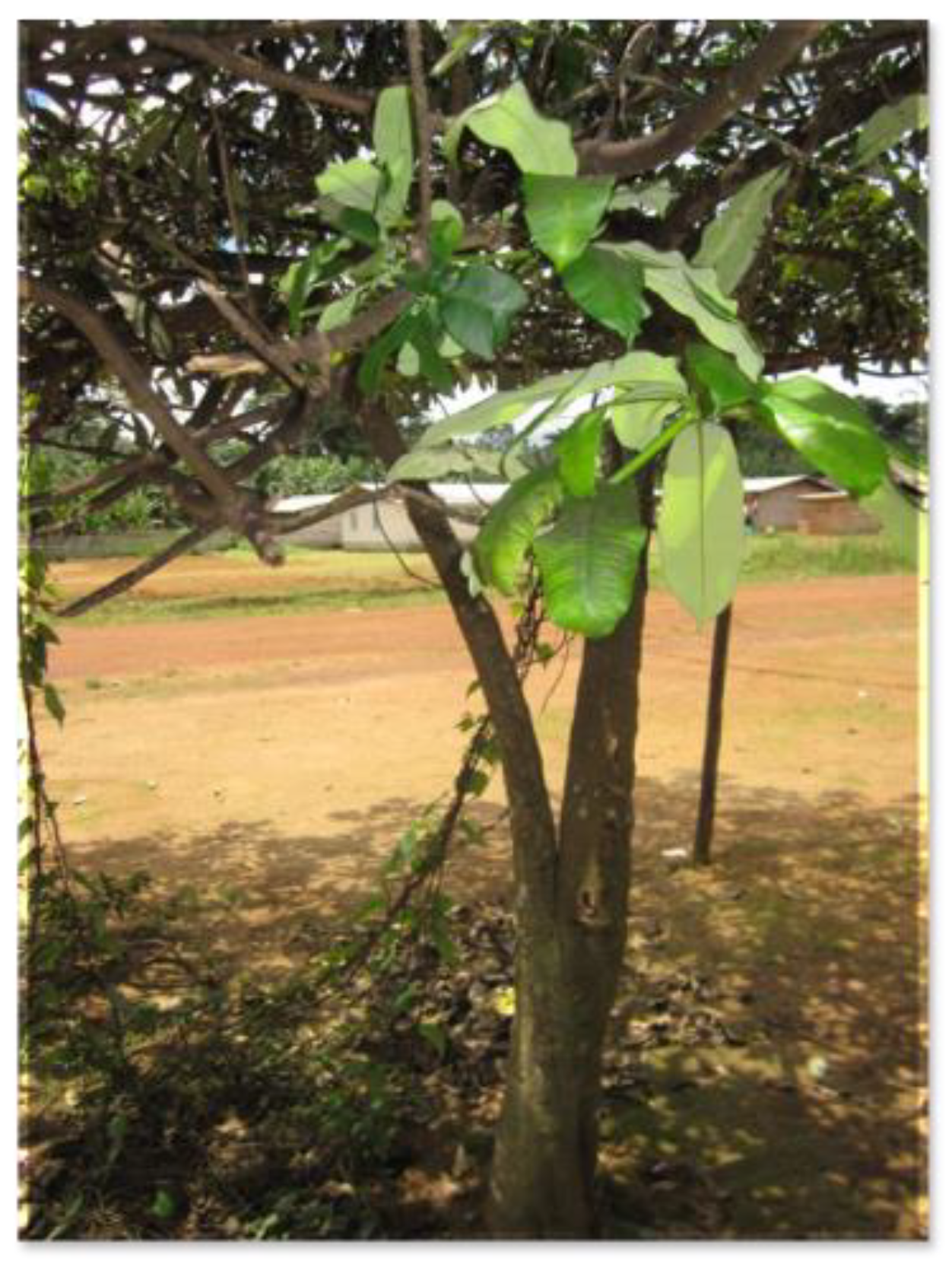 Healthcare 11 00808 g001