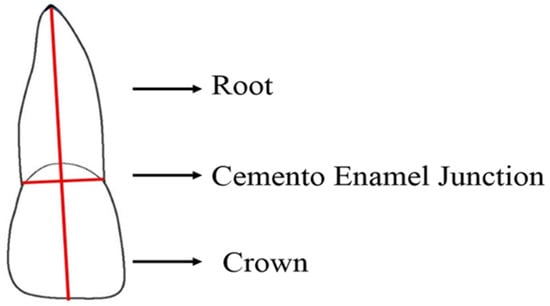 Healthcare 11 00864 g002