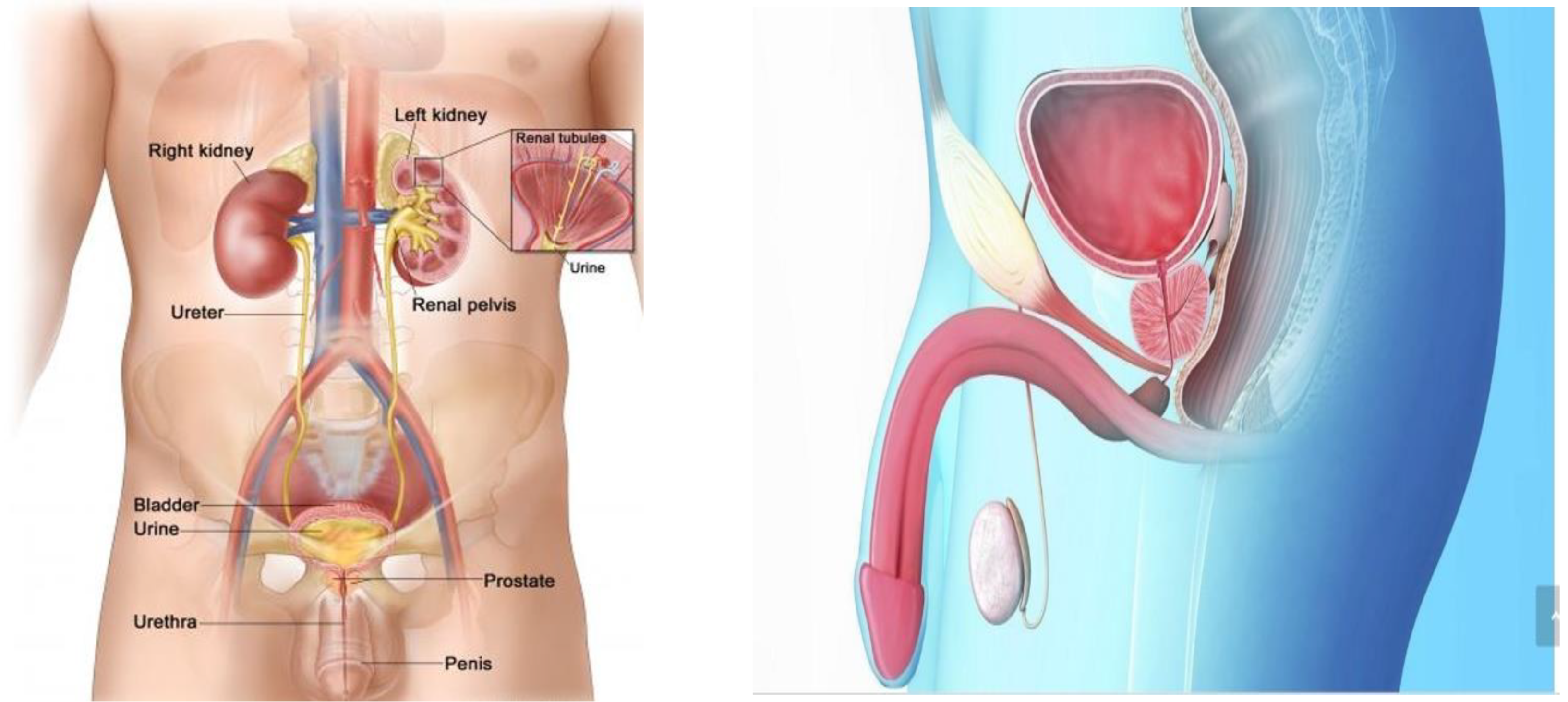 Healthcare 12 01855 g001