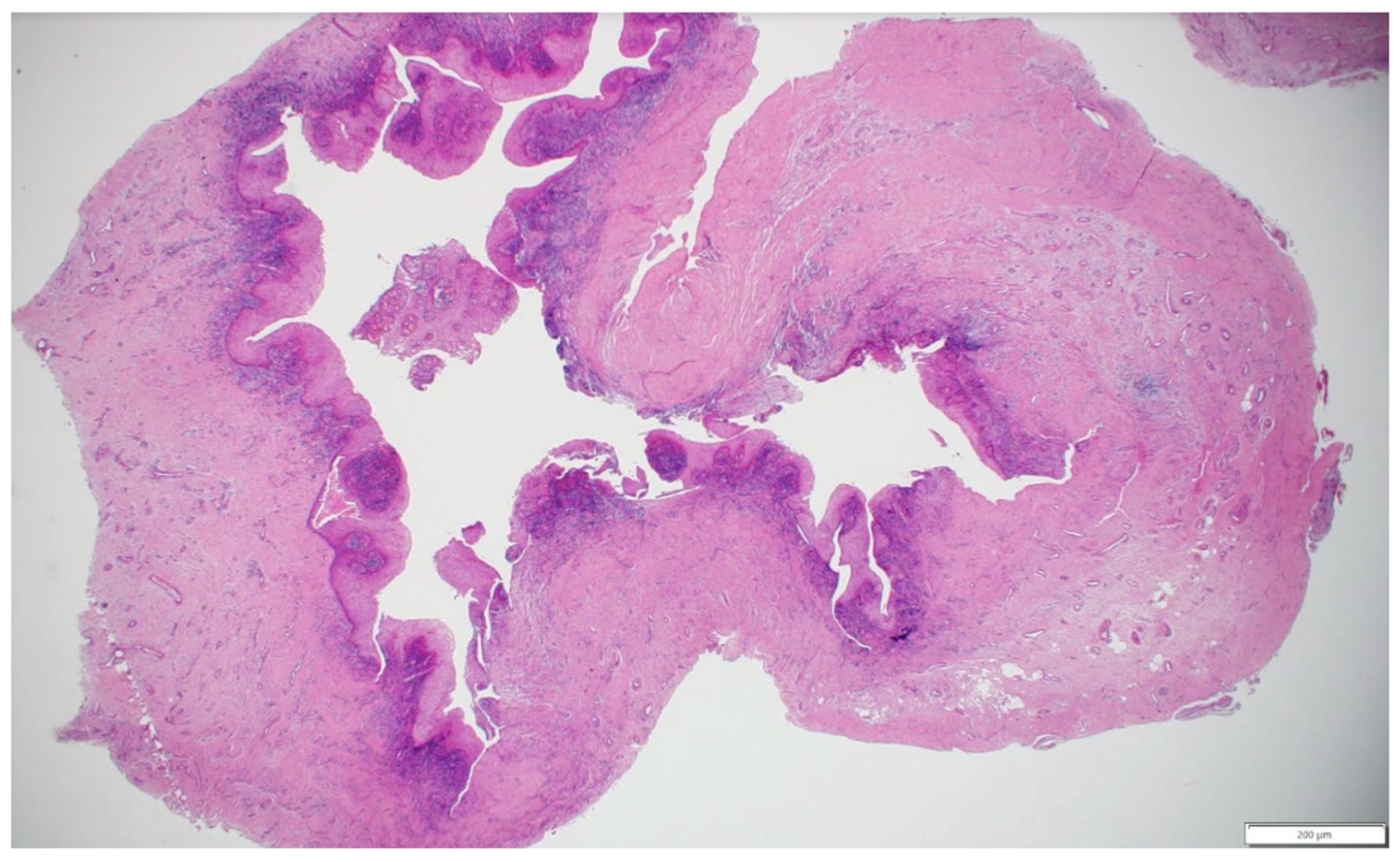 Healthcare 13 01068 g005 Healthcare 13 01068 g005