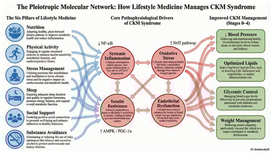 The Pleiotropic Molecular Network: How Lifestyle Medicine Manages CKM Syndrome. The diagram depicts a pleiotropic molecular network in which the six pillars of Lifestyle Medicine, nutrition, physical activity, stress management, sleep, social support, and avoidance of risky substances, act as inputs (left) that simultaneously modulate multiple upstream signaling pathways. These inputs influence key molecular targets, including AMP-activated protein kinase (AMPK)/peroxisome proliferator-activated receptor γ coactivator-1α (PGC-1α), nuclear factor erythroid 2-related factor 2 (Nrf2), endothelial nitric oxide synthase (eNOS), and nuclear factor κB (NF-κB), thereby attenuating systemic inflammation, oxidative stress, insulin resistance, and endothelial dysfunction (center). Together, these mechanisms converge to improve core CKM clinical phenotypes, blood pressure, lipid profiles, glycemic control, and weight management (right).