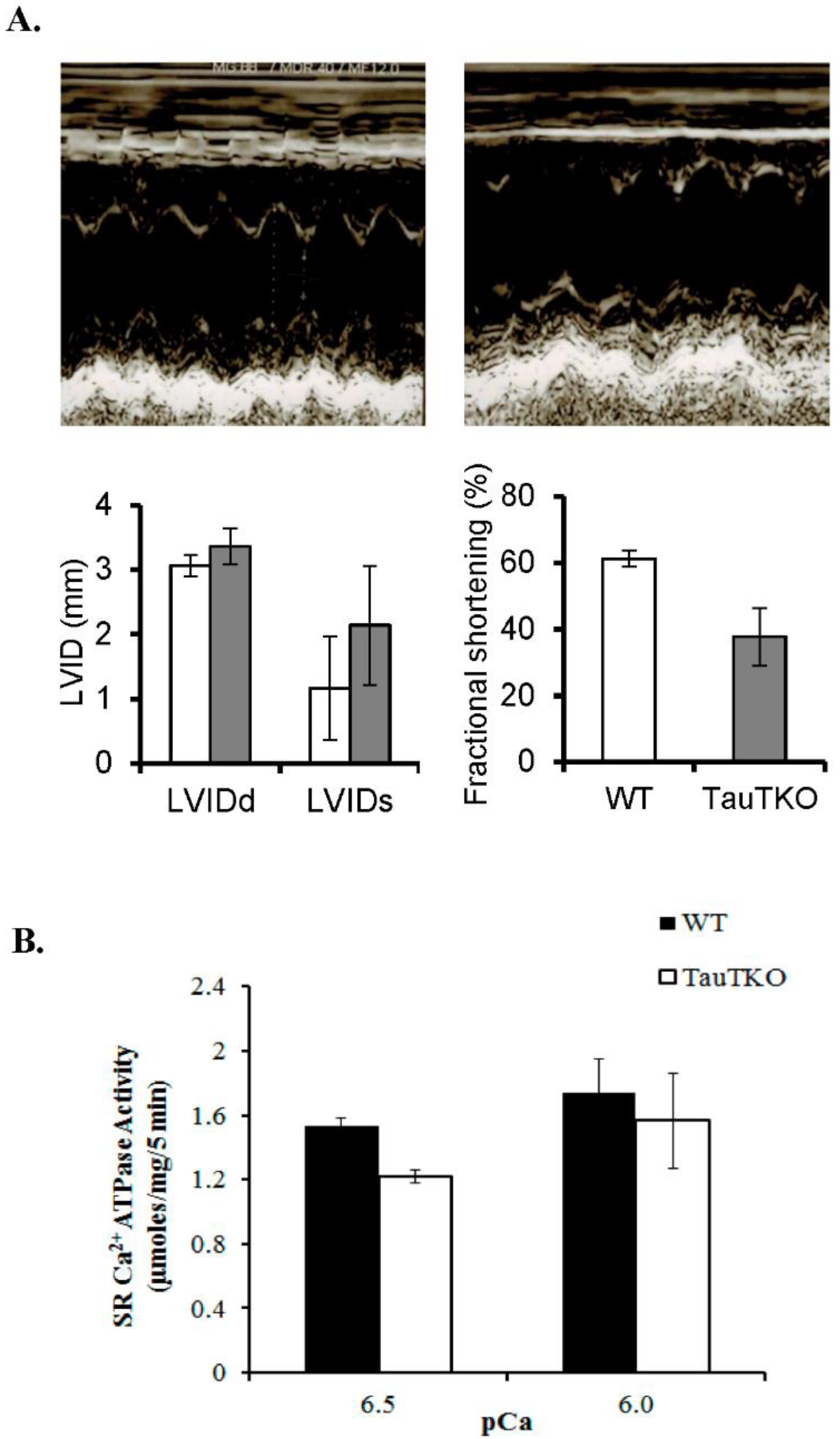 Hearts 01 00010 g001