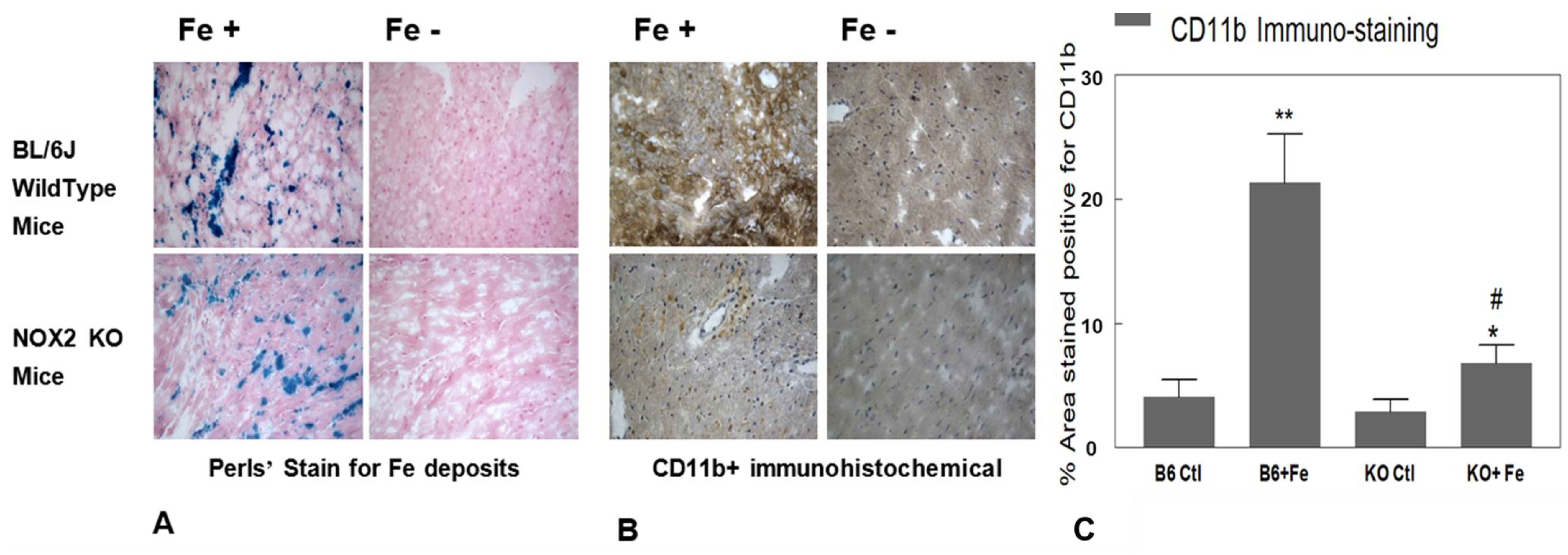 Hearts 01 00012 g003
