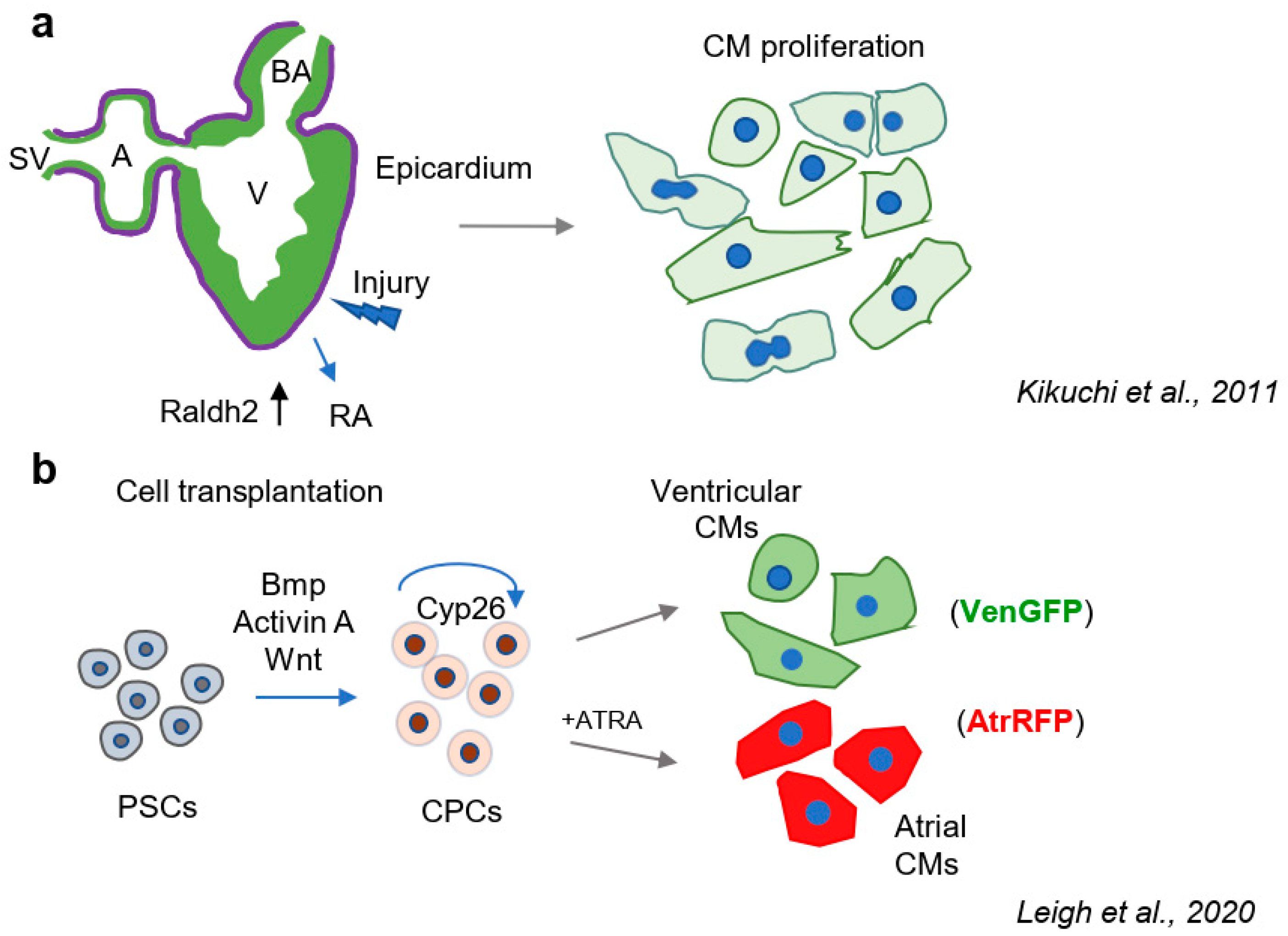 Hearts 01 00013 g002 Hearts 01 00013 g002