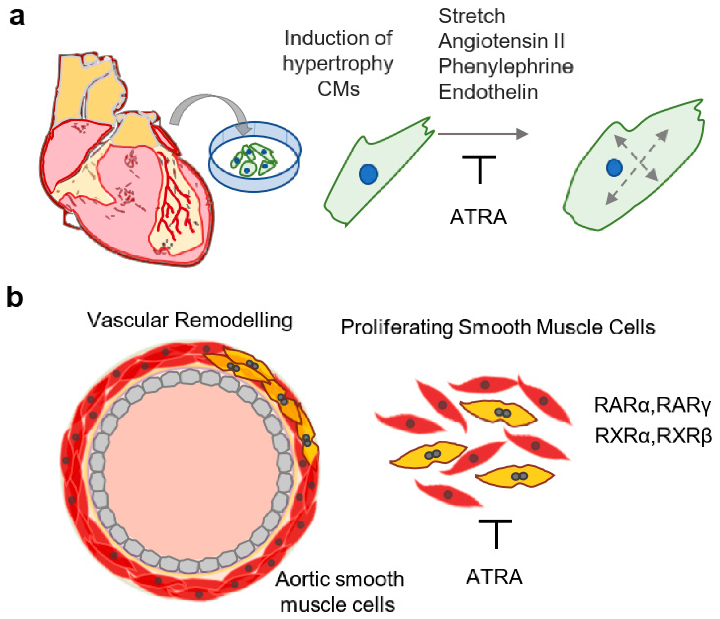 Hearts 01 00013 g003 Hearts 01 00013 g003