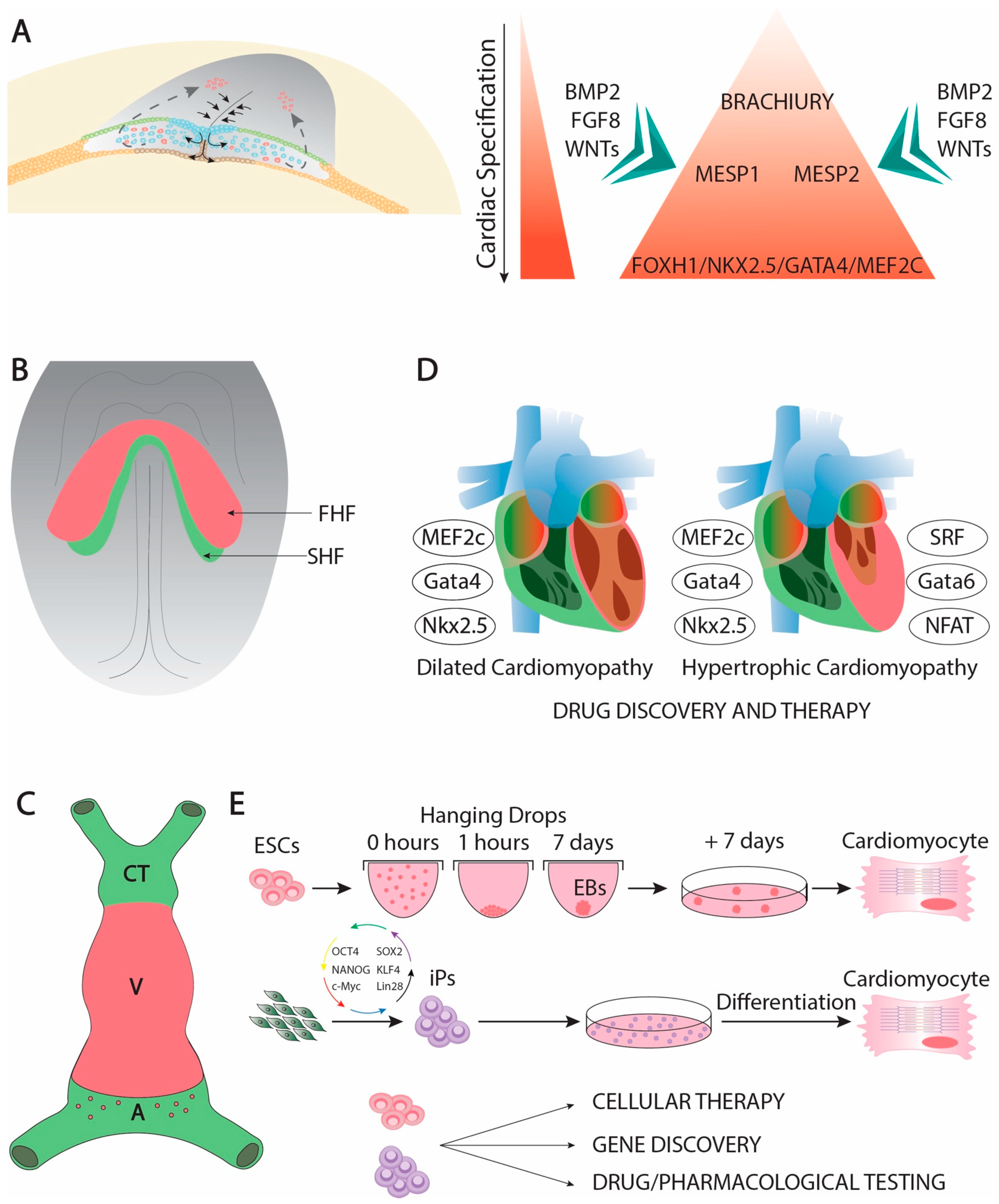 Hearts 02 00008 g001