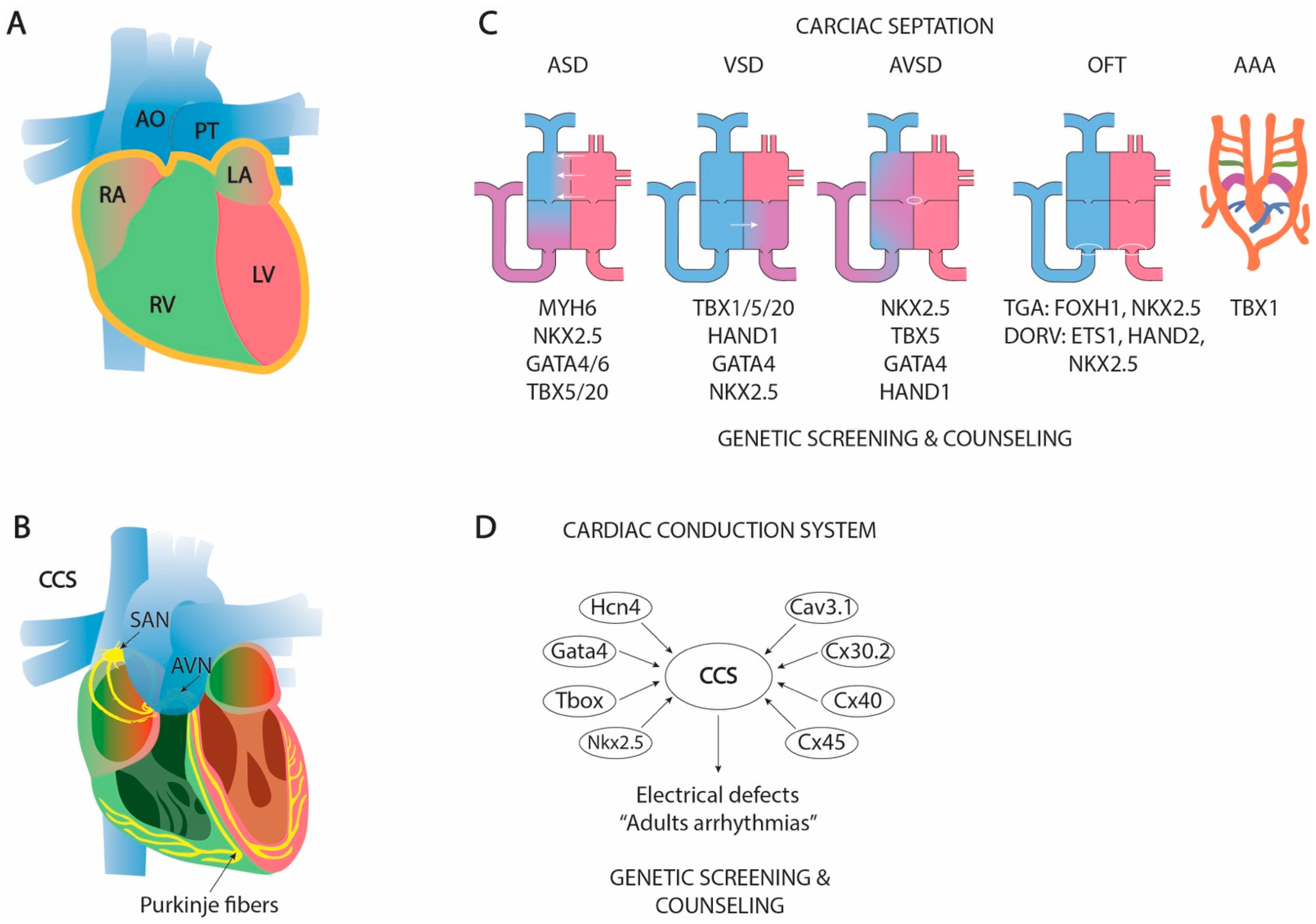 Hearts 02 00008 g003