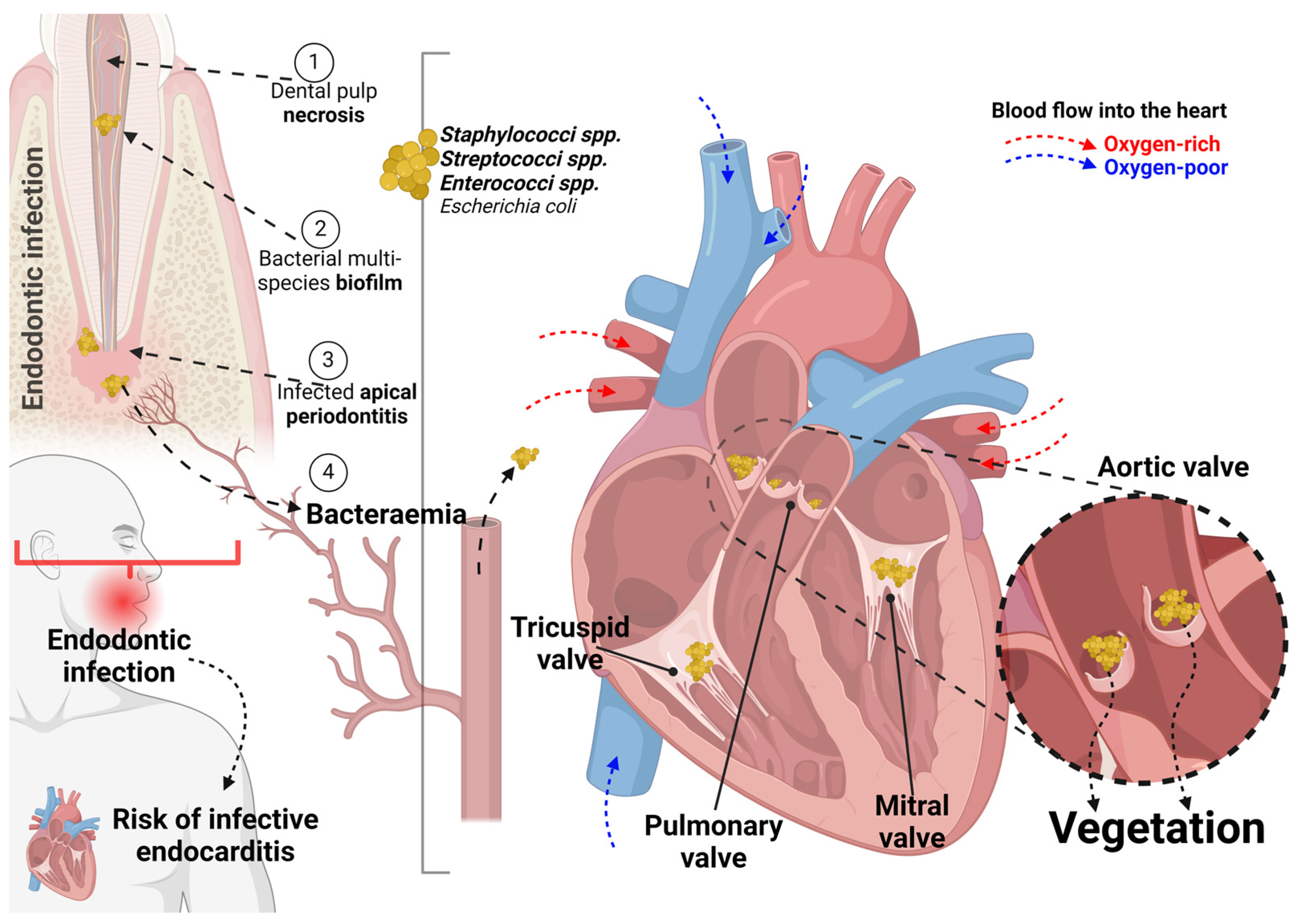 Hearts 05 00023 g002 Hearts 05 00023 g002