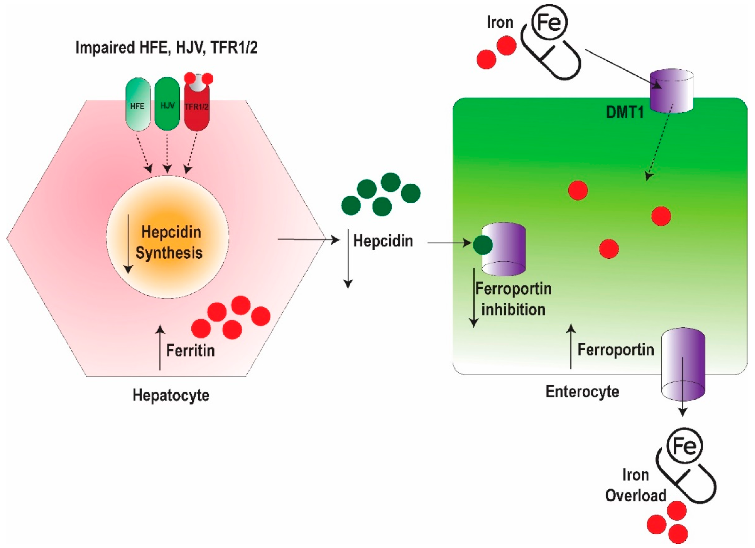 Hearts 06 00017 g001