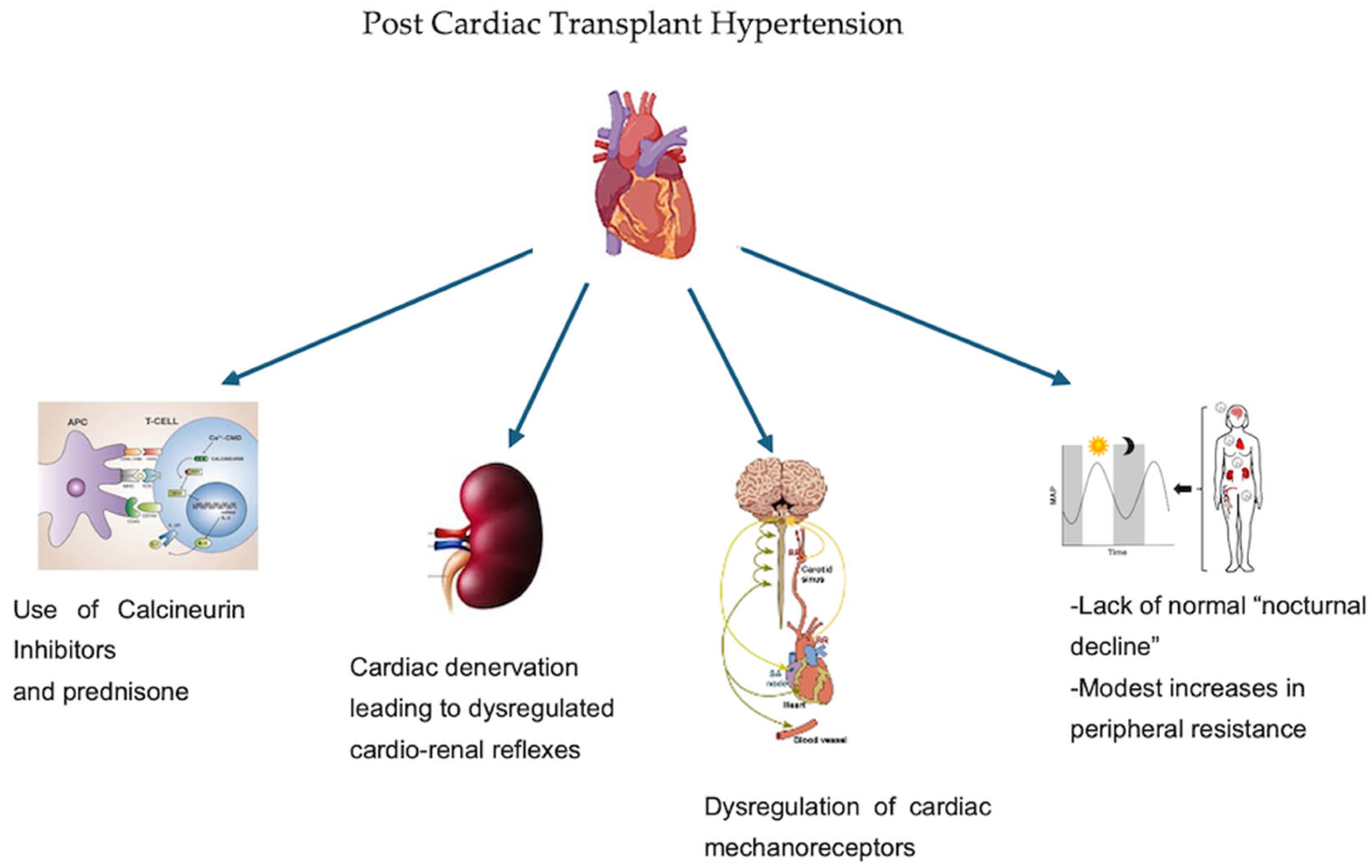 Hearts 06 00032 g002