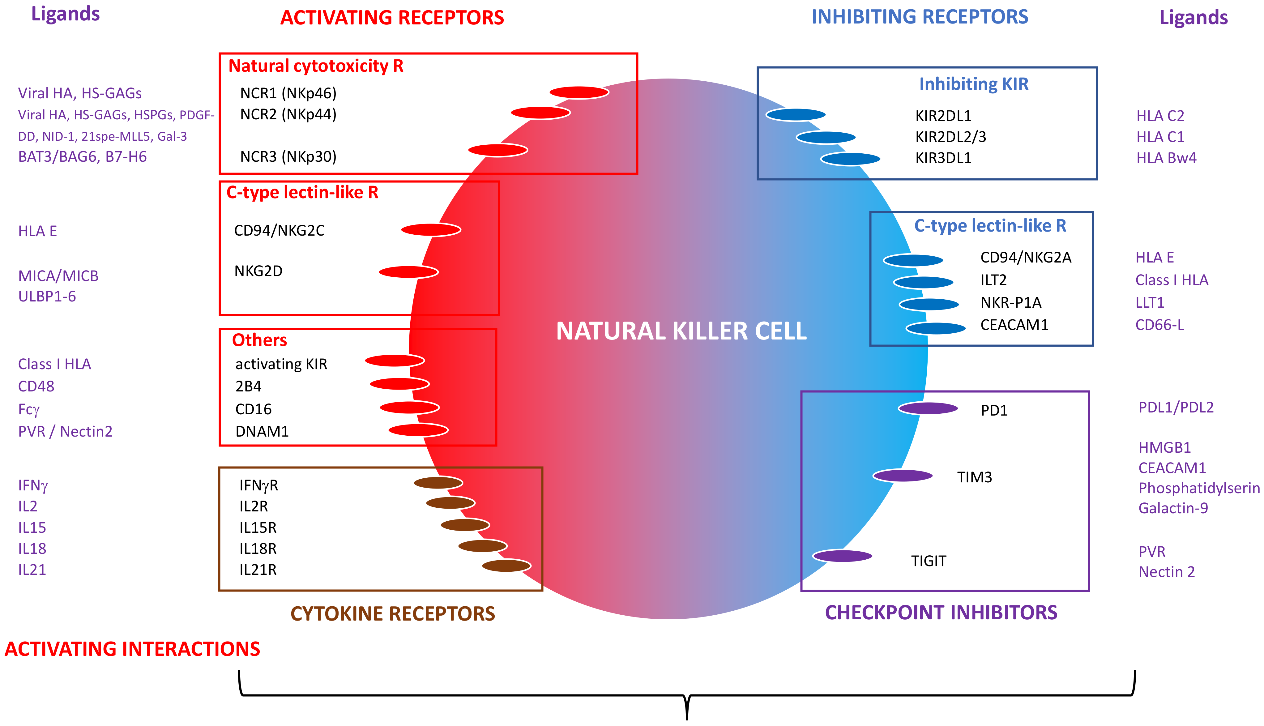 Hemato 02 00010 g001
