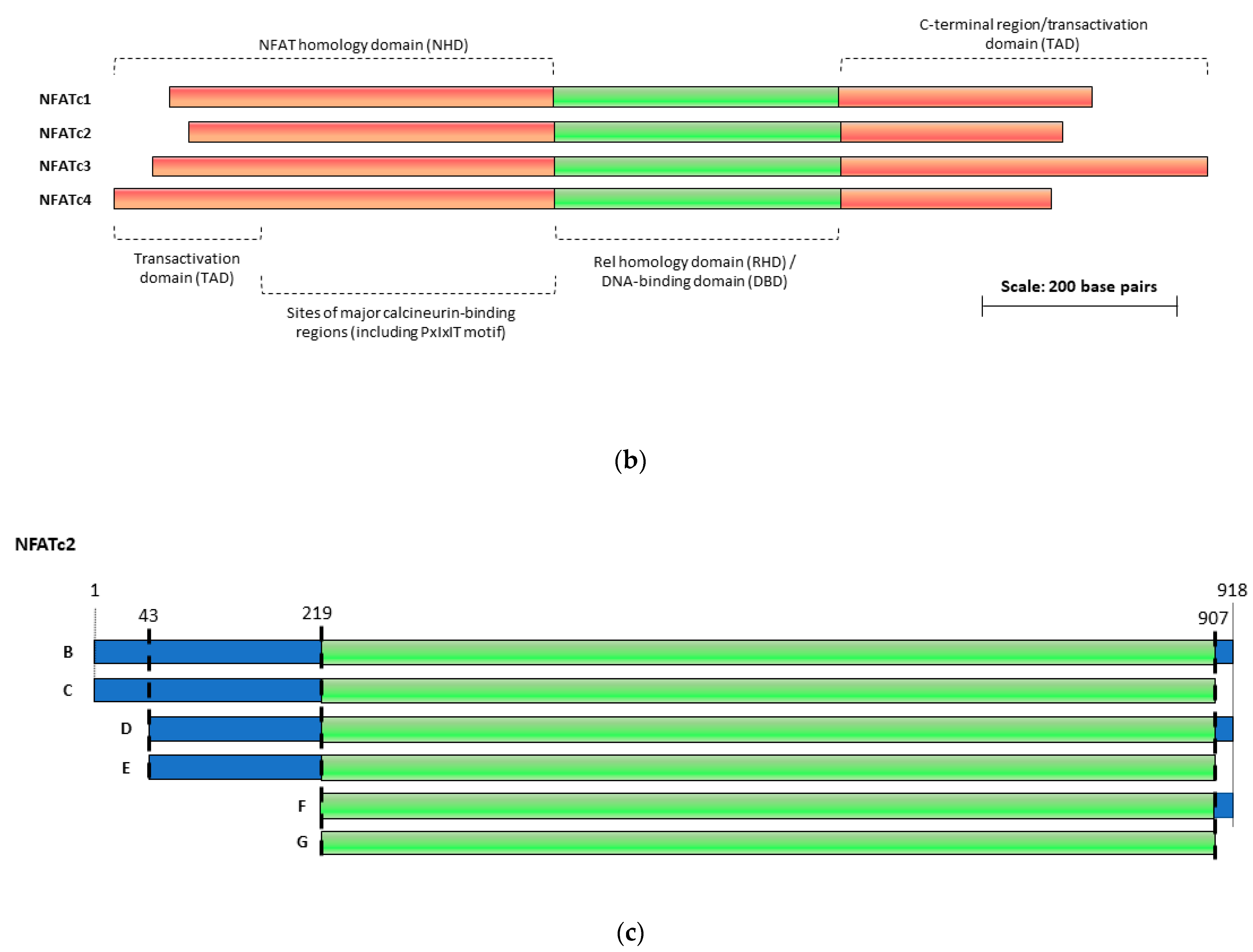 Hemato 02 00035 g001b
