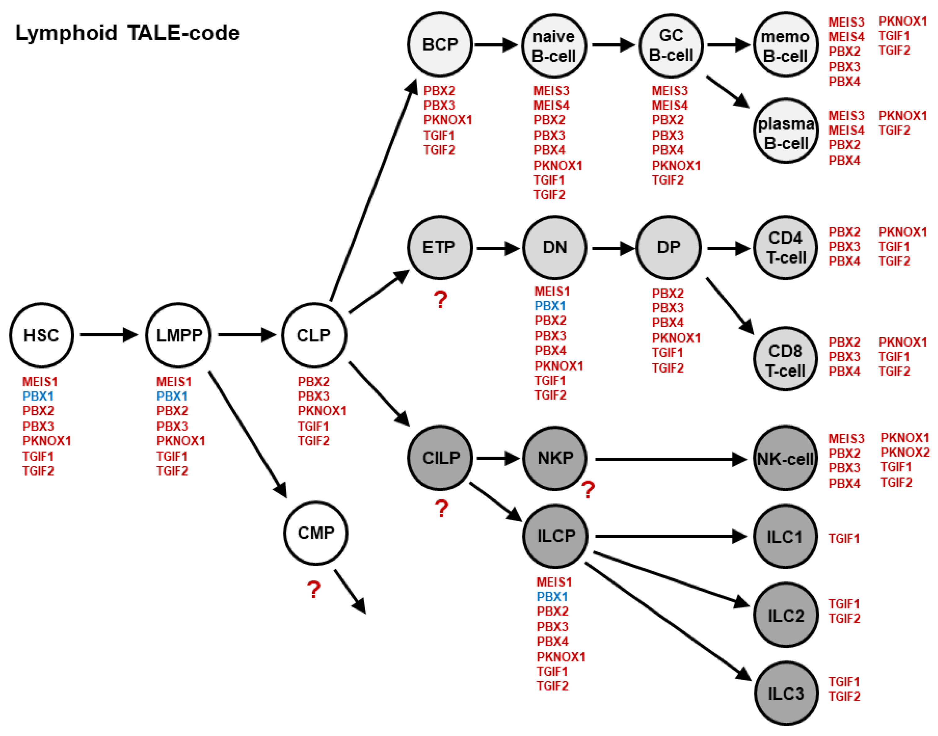 Hemato 03 00011 g002