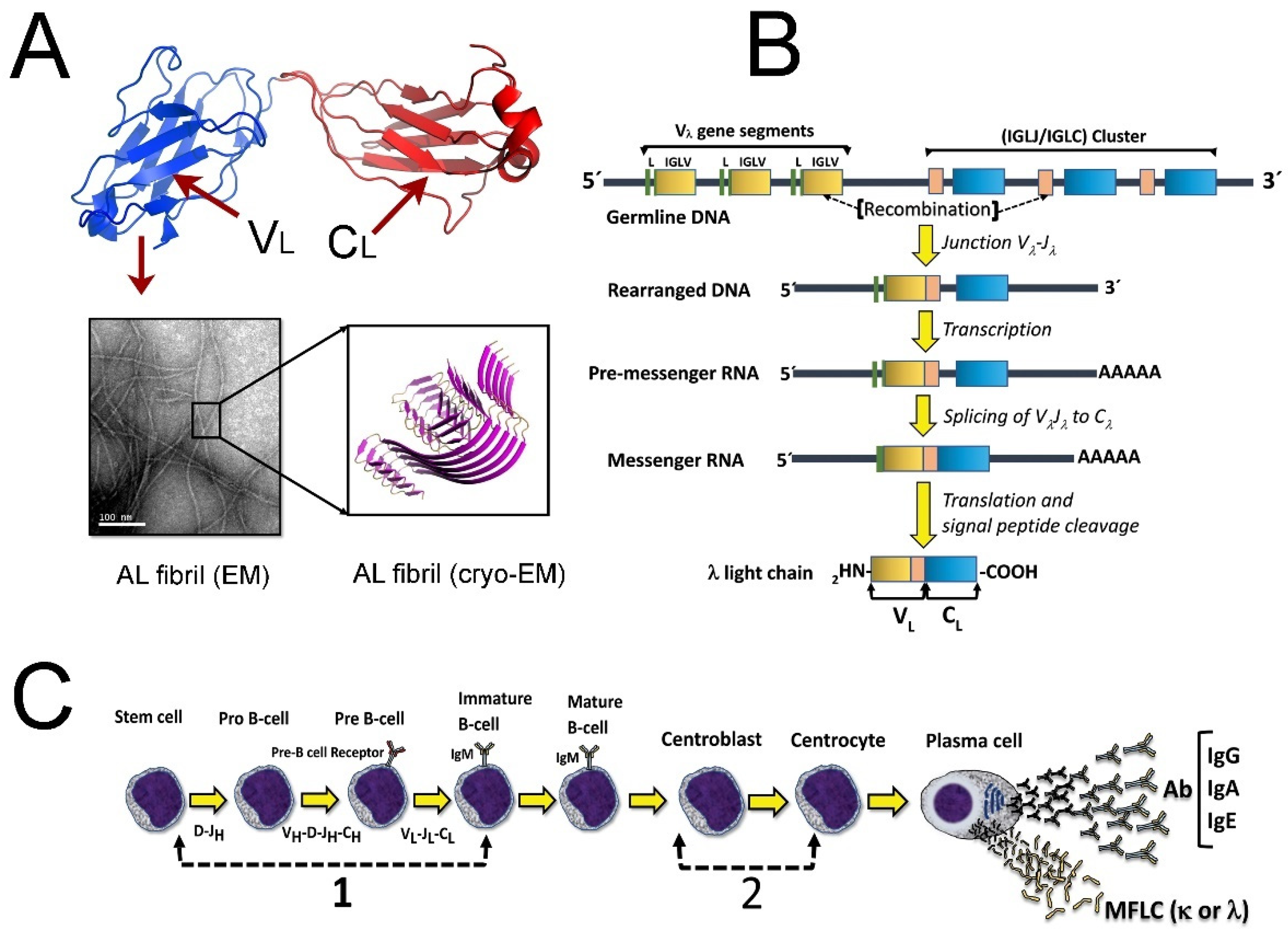 Hemato 03 00019 g001