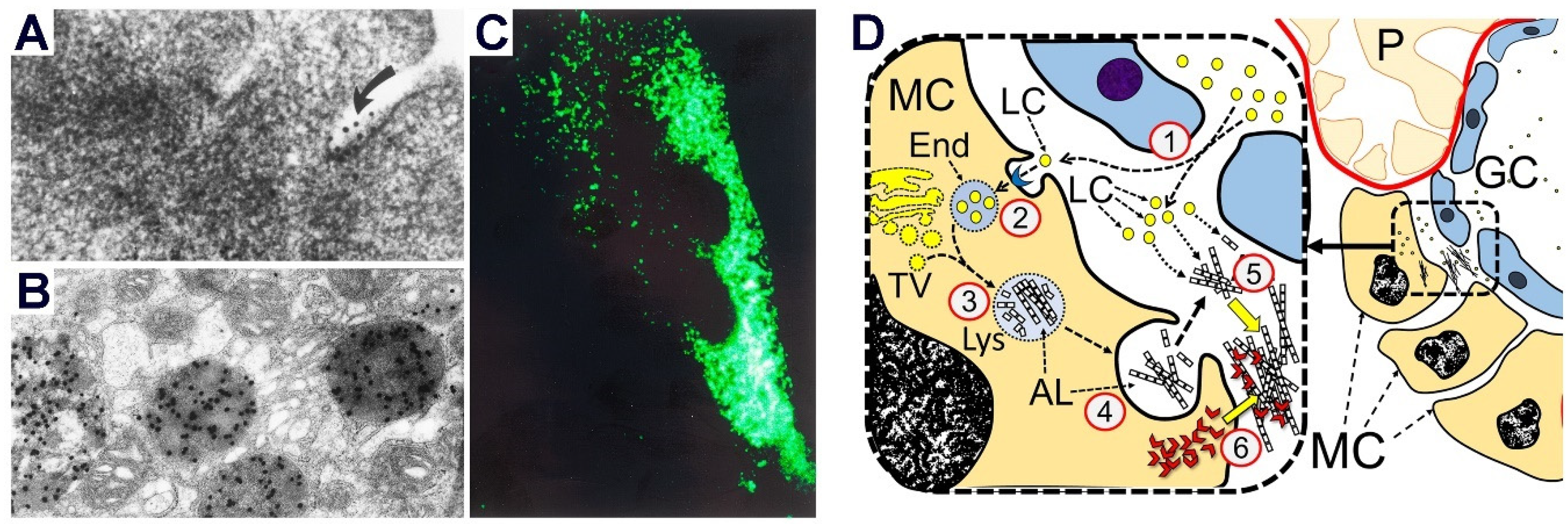 Hemato 03 00019 g006