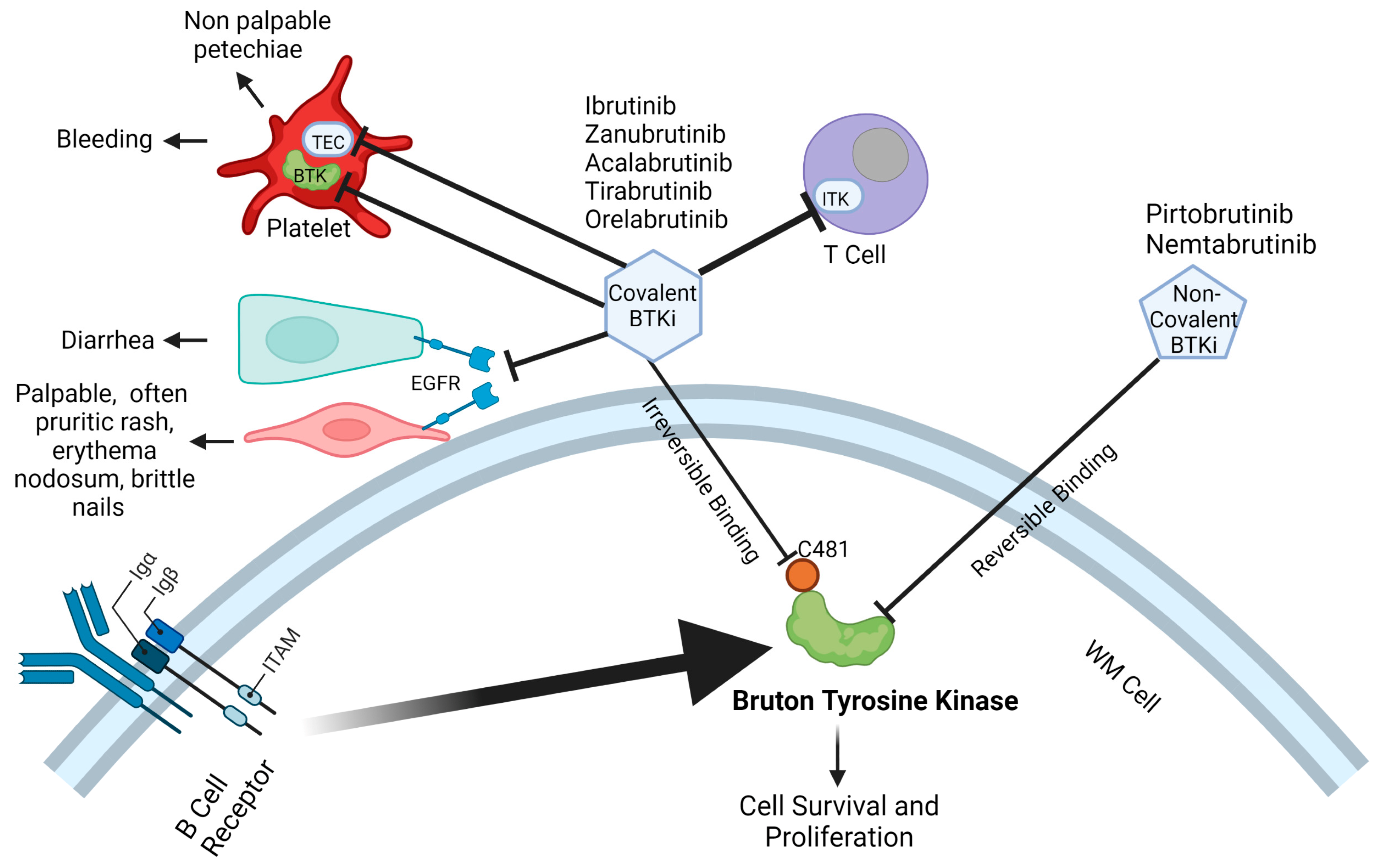 Hemato 04 00012 g002