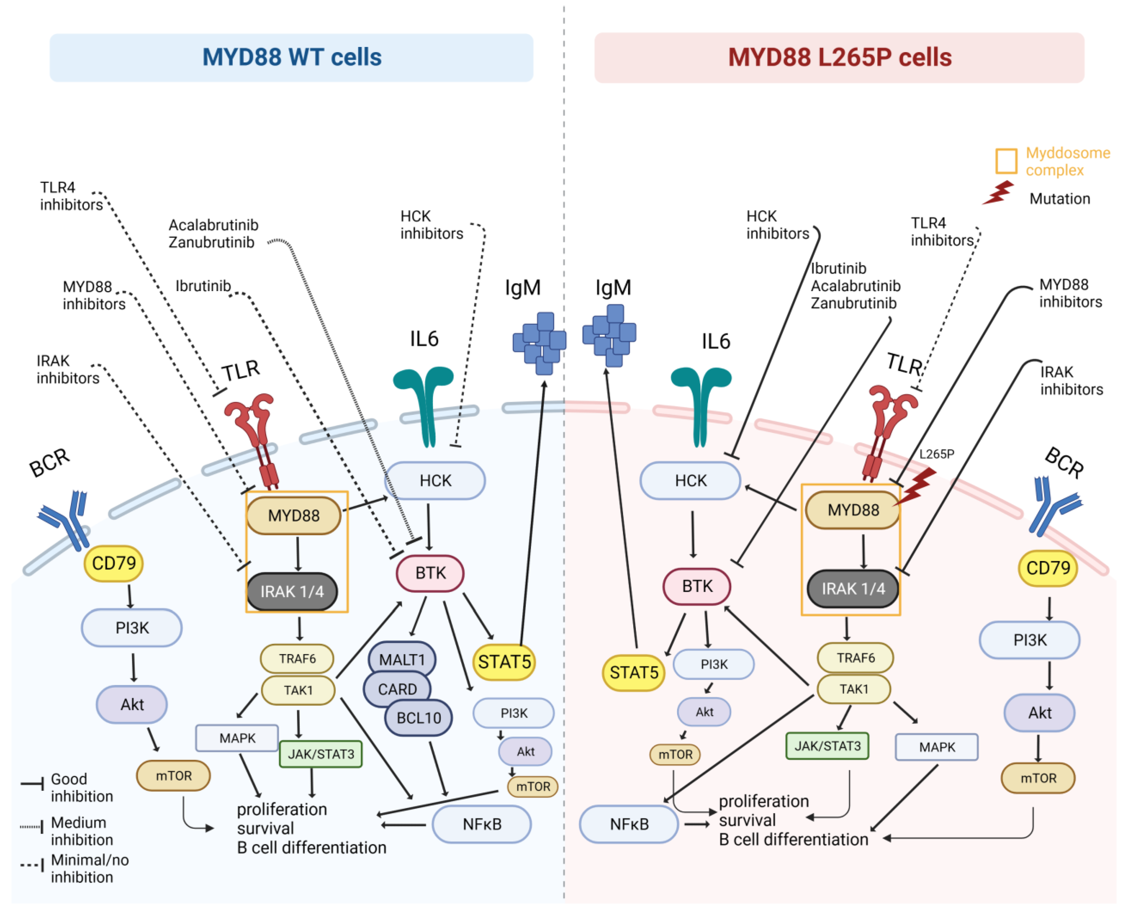 Hemato 04 00021 g001