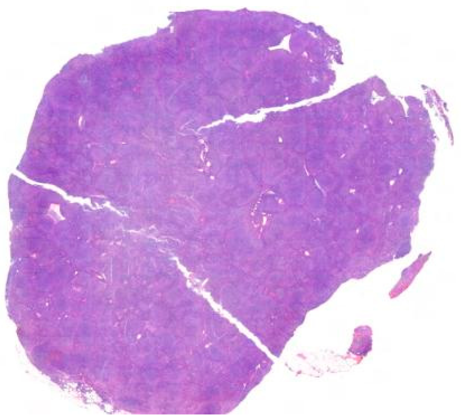 Hemato 05 00026 g007