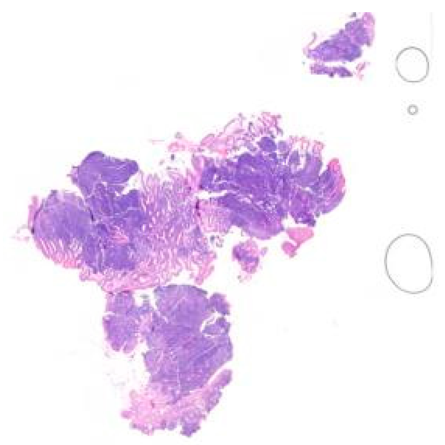 Hemato 05 00026 g012