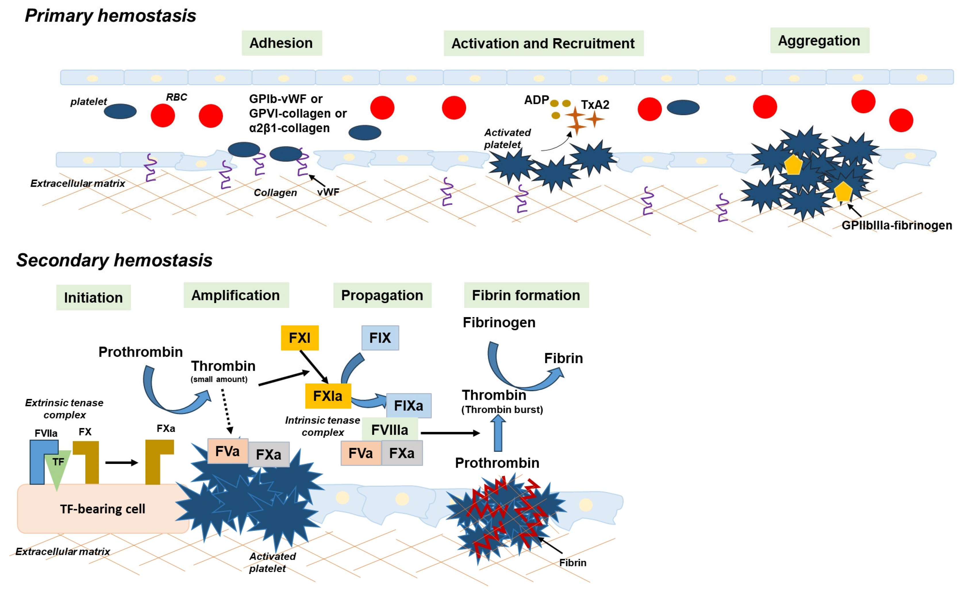 Hemato 06 00004 g001
