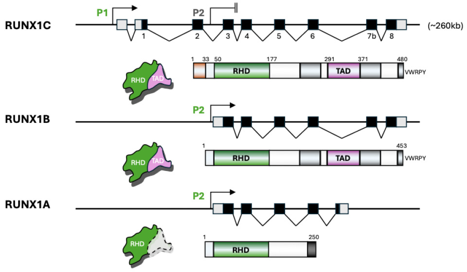 Hemato 06 00033 g001