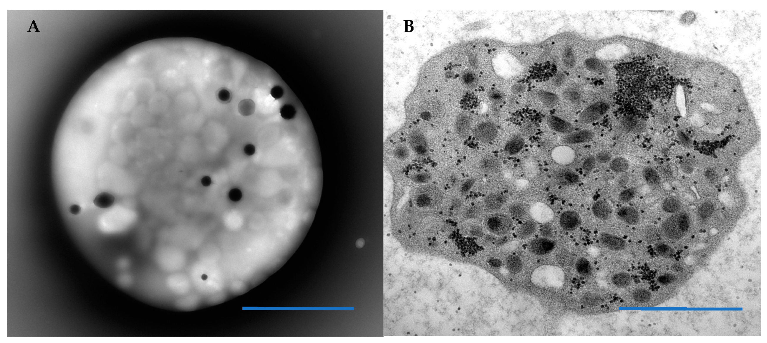 Hematolrep 14 00049 g001