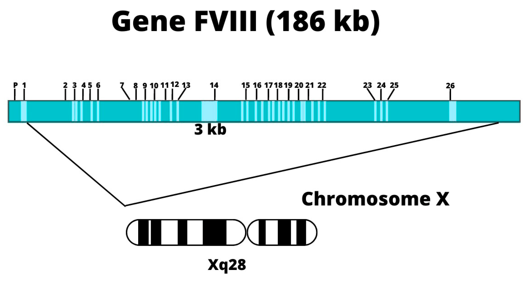 Hematolrep 15 00014 g003 Hematolrep 15 00014 g003