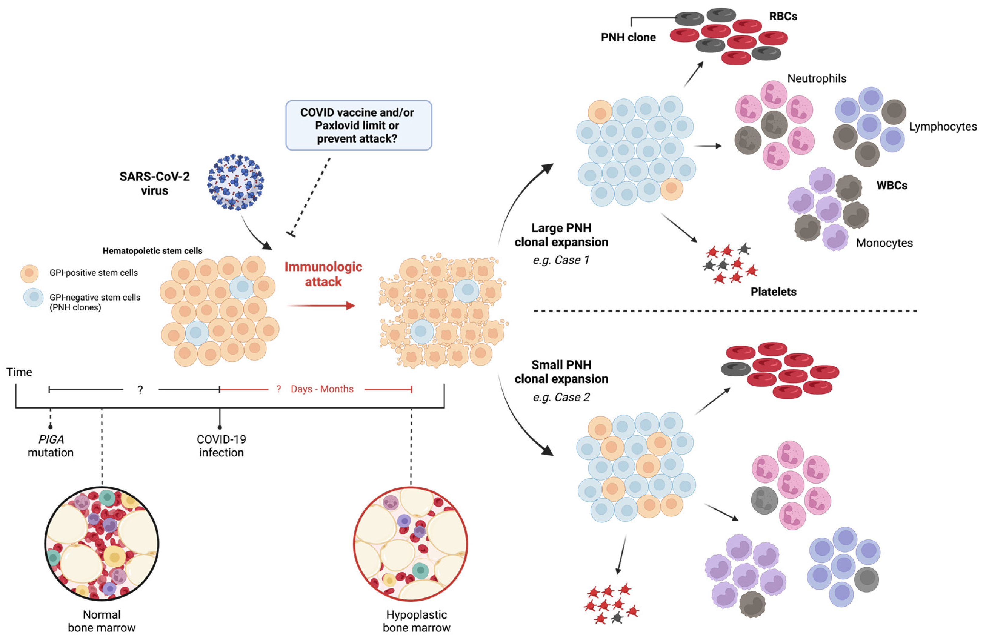 Hematolrep 16 00005 g002