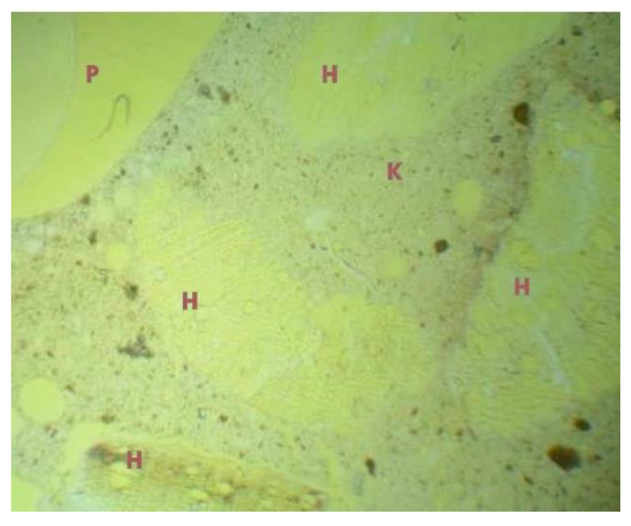 Heritage 04 00022 g024