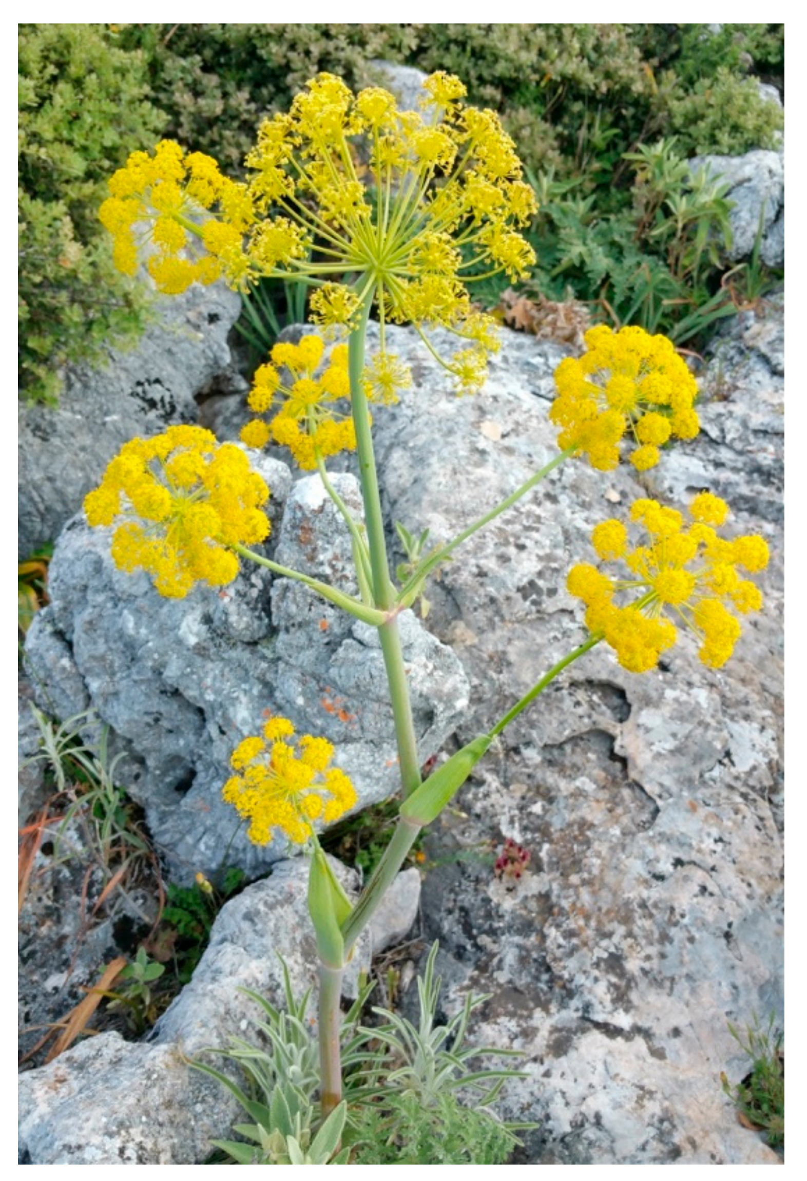 Heritage 05 00051 g004 Heritage 05 00051 g004