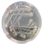 Heritage 06 00331 i006