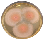 Heritage 06 00331 i010