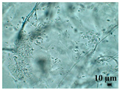 Heritage 06 00331 i011