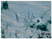 Heritage 06 00331 i013