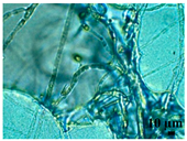 Heritage 06 00331 i015