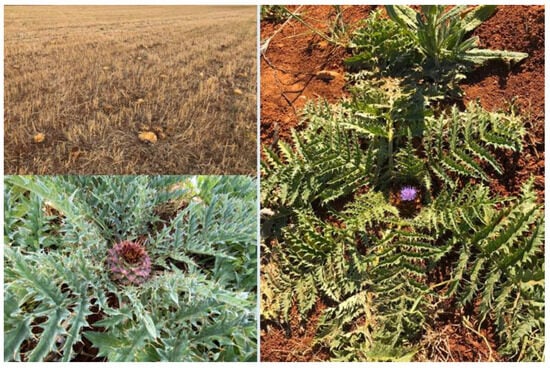 Heritage 07 00012 g0a5